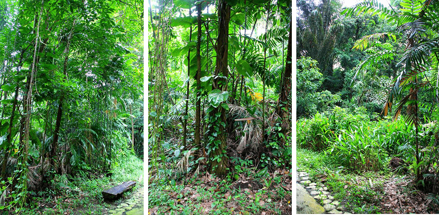 Singapore,Murang Trail