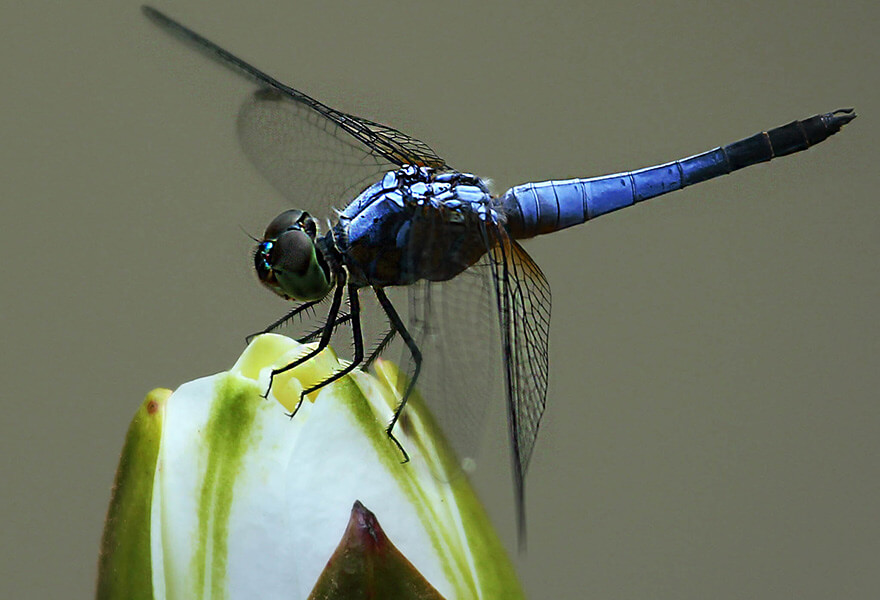 Singapore,Singapore Botanic Gardens