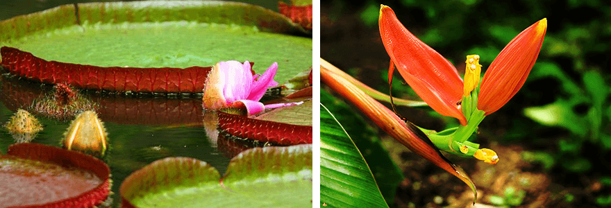 Singapore,Singapore Botanic Gardens