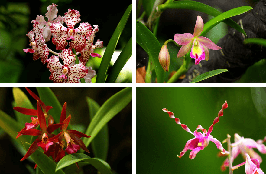 Singapore,Singapore Botanic Gardens