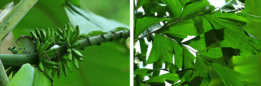 Singapore,Singapore Botanic Gardens