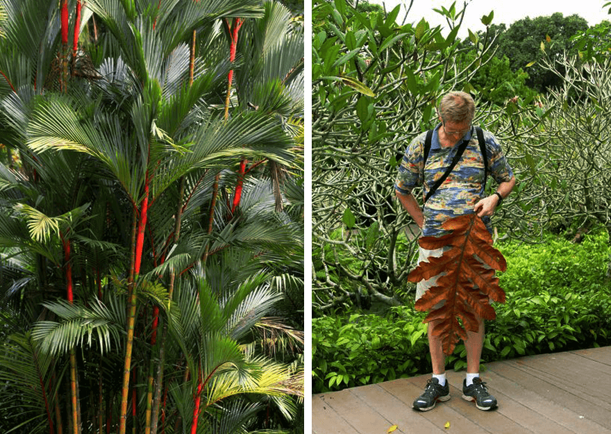 Singapore,Singapore Botanic Gardens