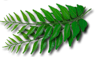 Singapore, curry leaf