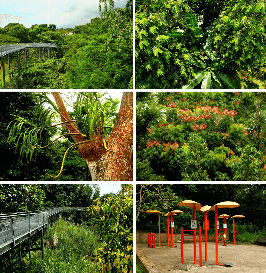 Singapore,Hilltop Walk