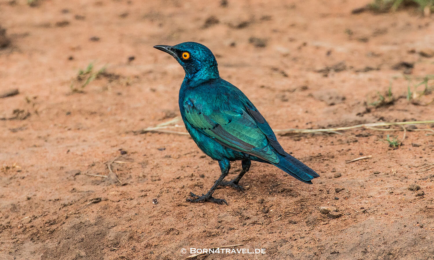 Cape Glossy Starling,Rotschulter-Glanzstar,Lamprotornis nitens,Afternoon Game Drive in Hluhluwe Game Reserve,KwaZulu Natal,Südafrika,born4travel.de