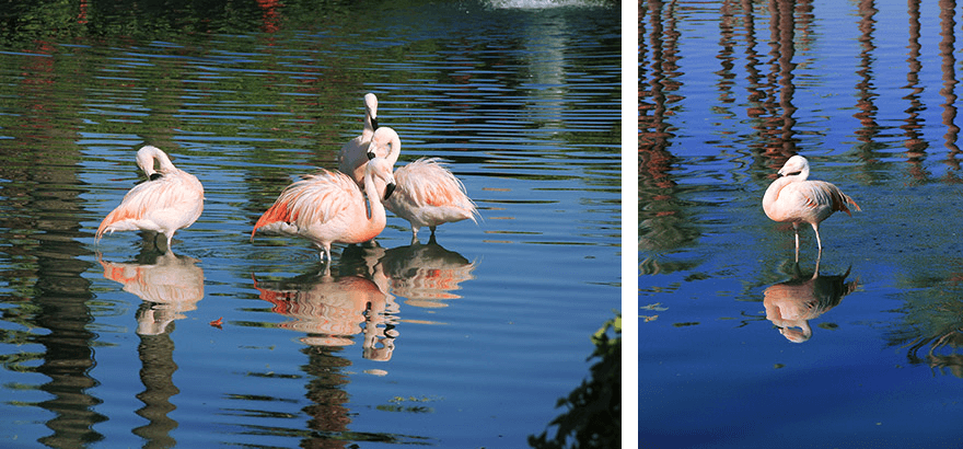 flamingo