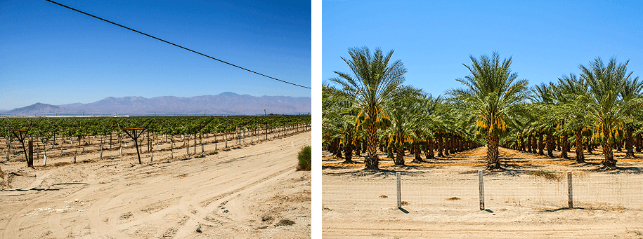 Hwy 111,Coachella Valley Preserve, California, USA