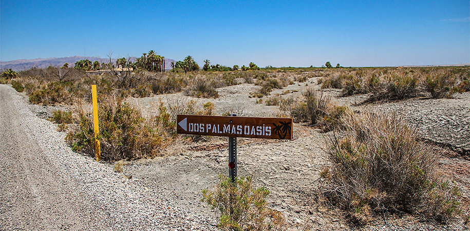 Dos Palmas Oasis,Coachella Valley Preserve, California, USA