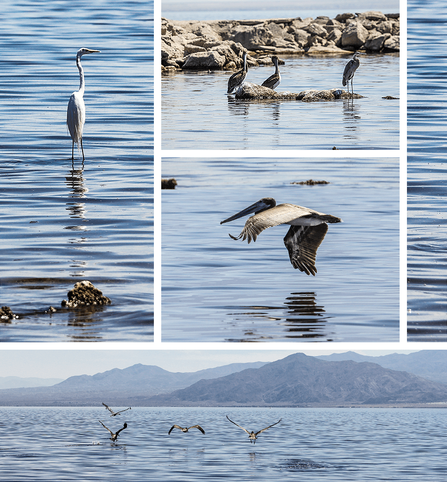 Salton Sea, California, USA