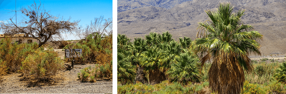 Dos Palmas Oasis,Coachella Valley Preserve, California, USA