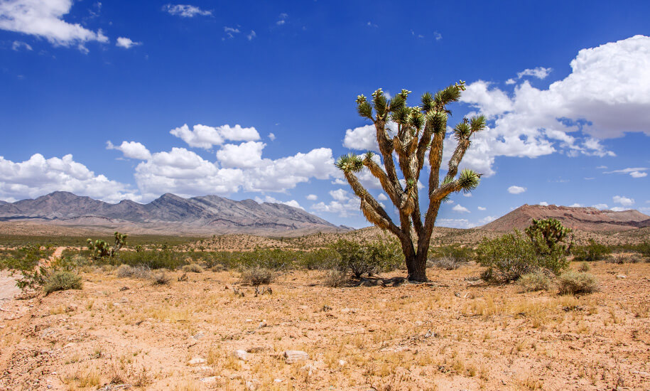 Gold butte road area,nevada