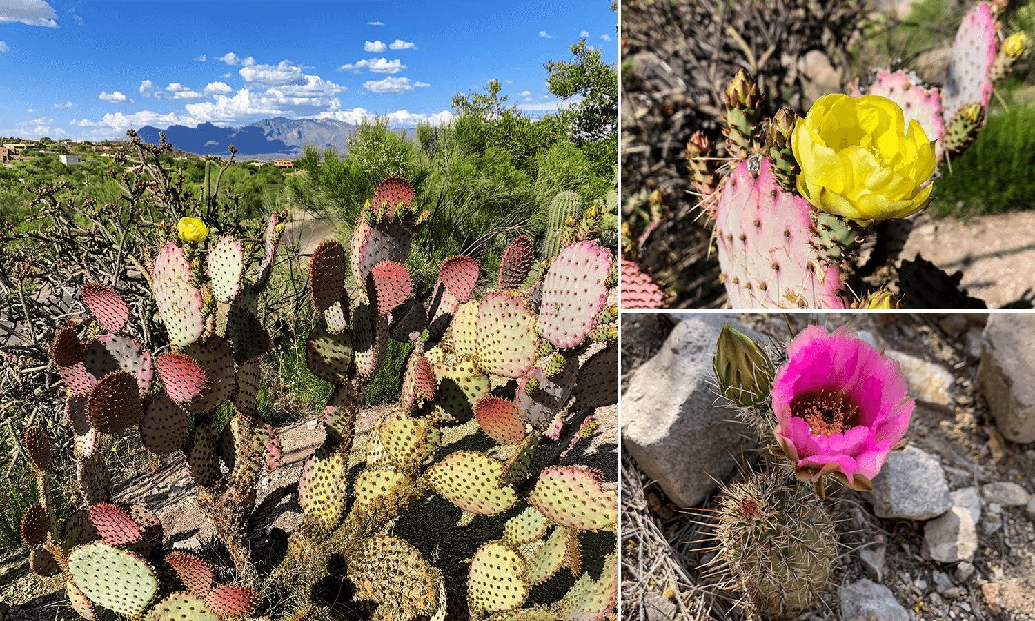 Starr Pass Golf Suites in West Tucson,Arizona,USA,born4travel.de
