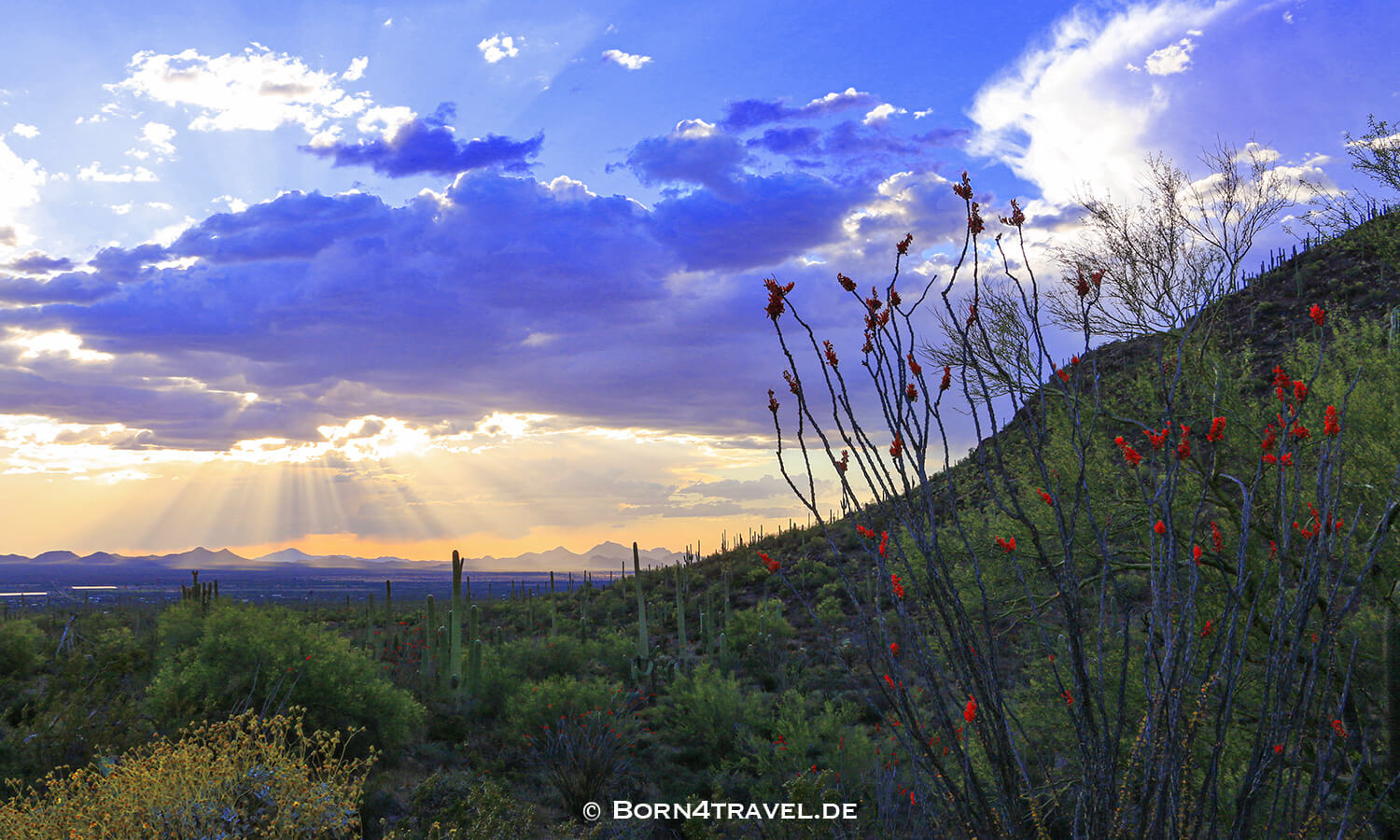 Sunset in Saguaro NP, Tucson,Arizona,USA,born4travel.de