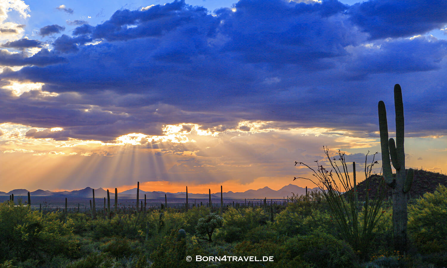 Sunset in Saguaro NP, Tucson,Arizona,USA,born4travel.de