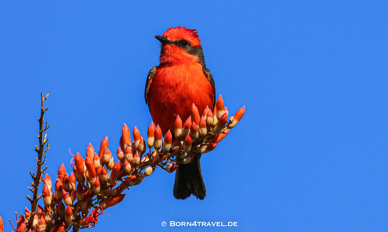 Starr Pass Suites in Tucson,Arizona,USA,born4travel.de