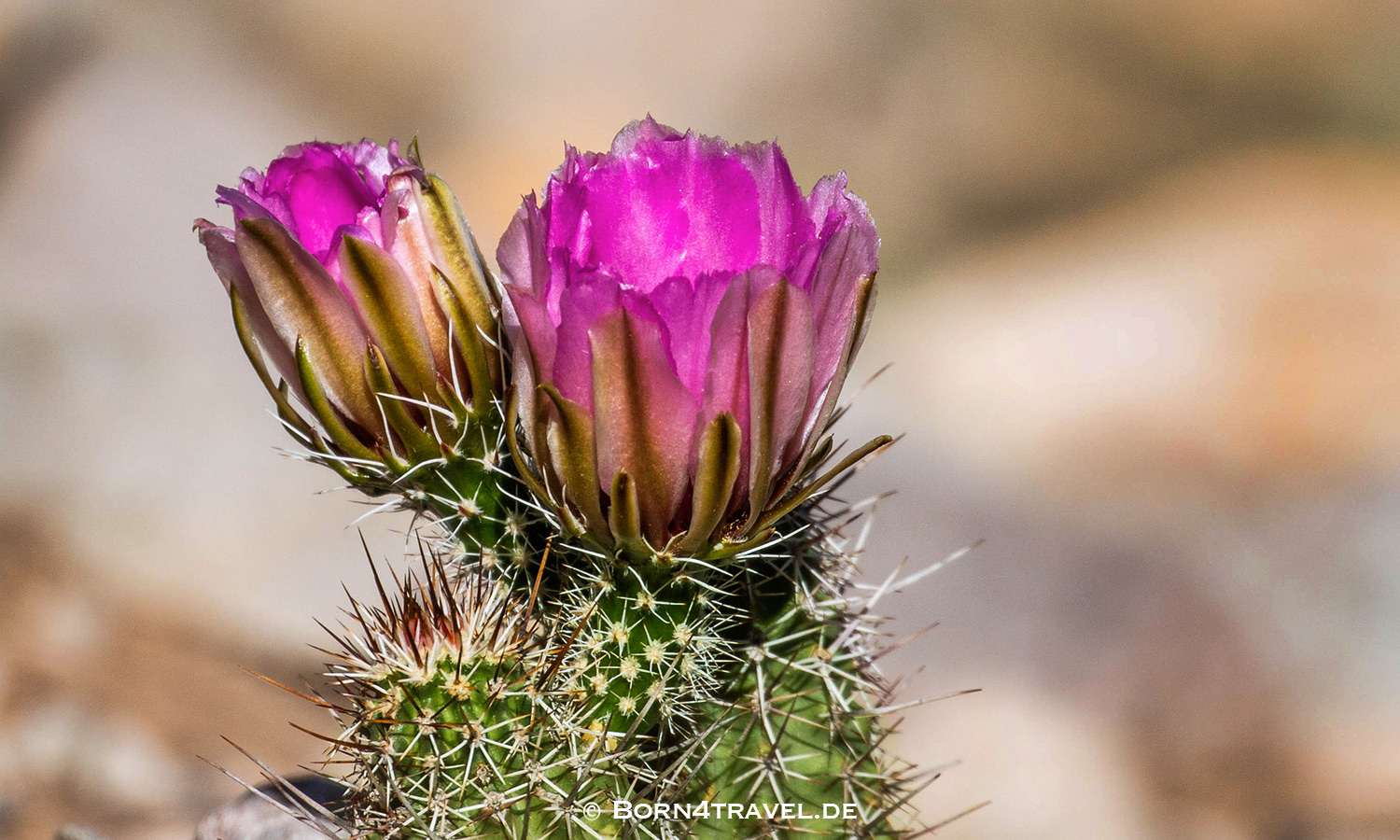 Starr Pass Suites in Tucson,Arizona,USA,born4travel.de