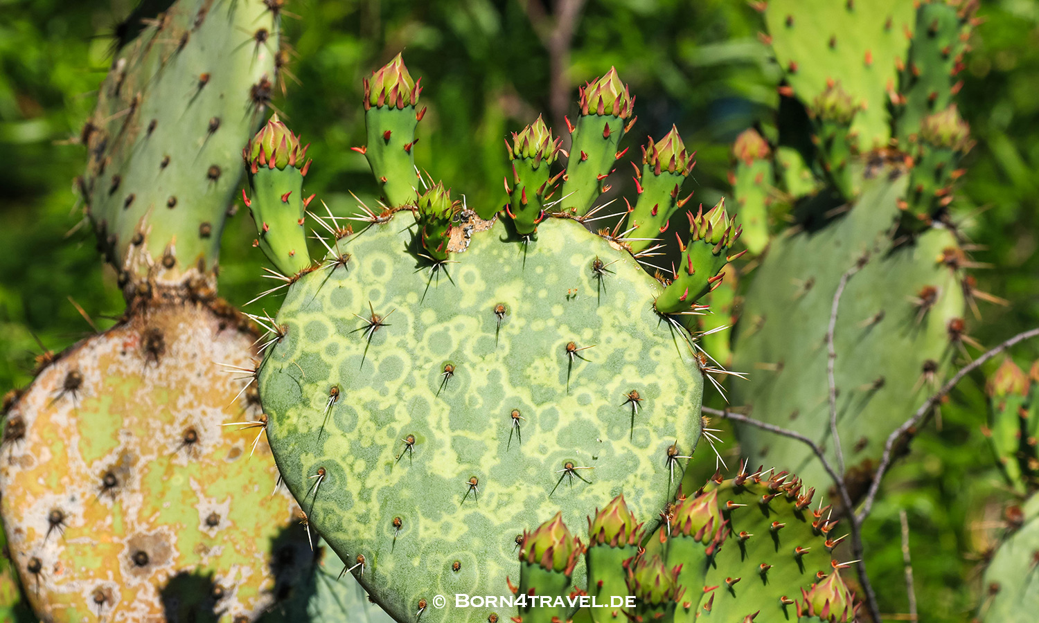 Starr Pass Suites in Tucson,Arizona,USA,born4travel.de