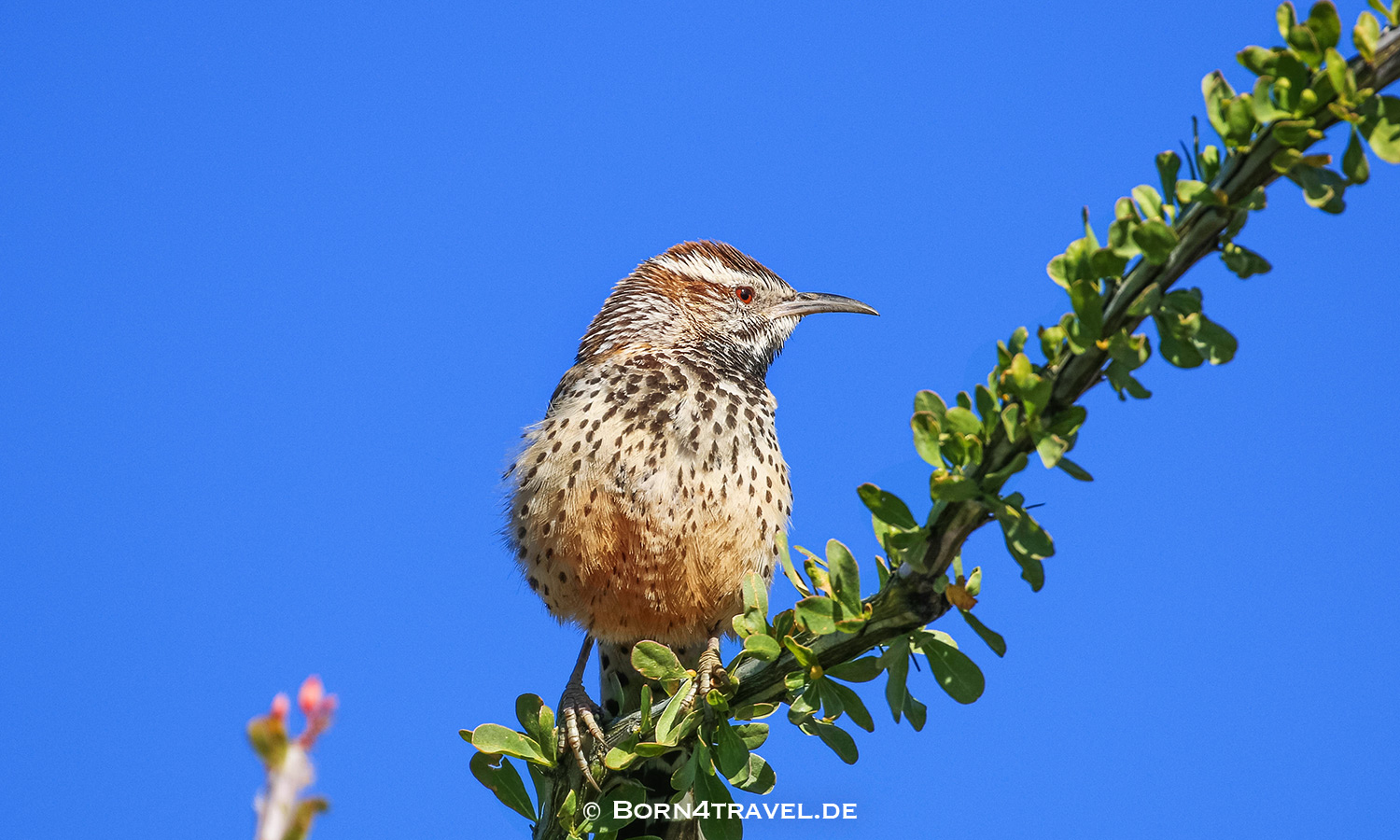 Starr Pass Suites in Tucson,Arizona,USA,born4travel.de