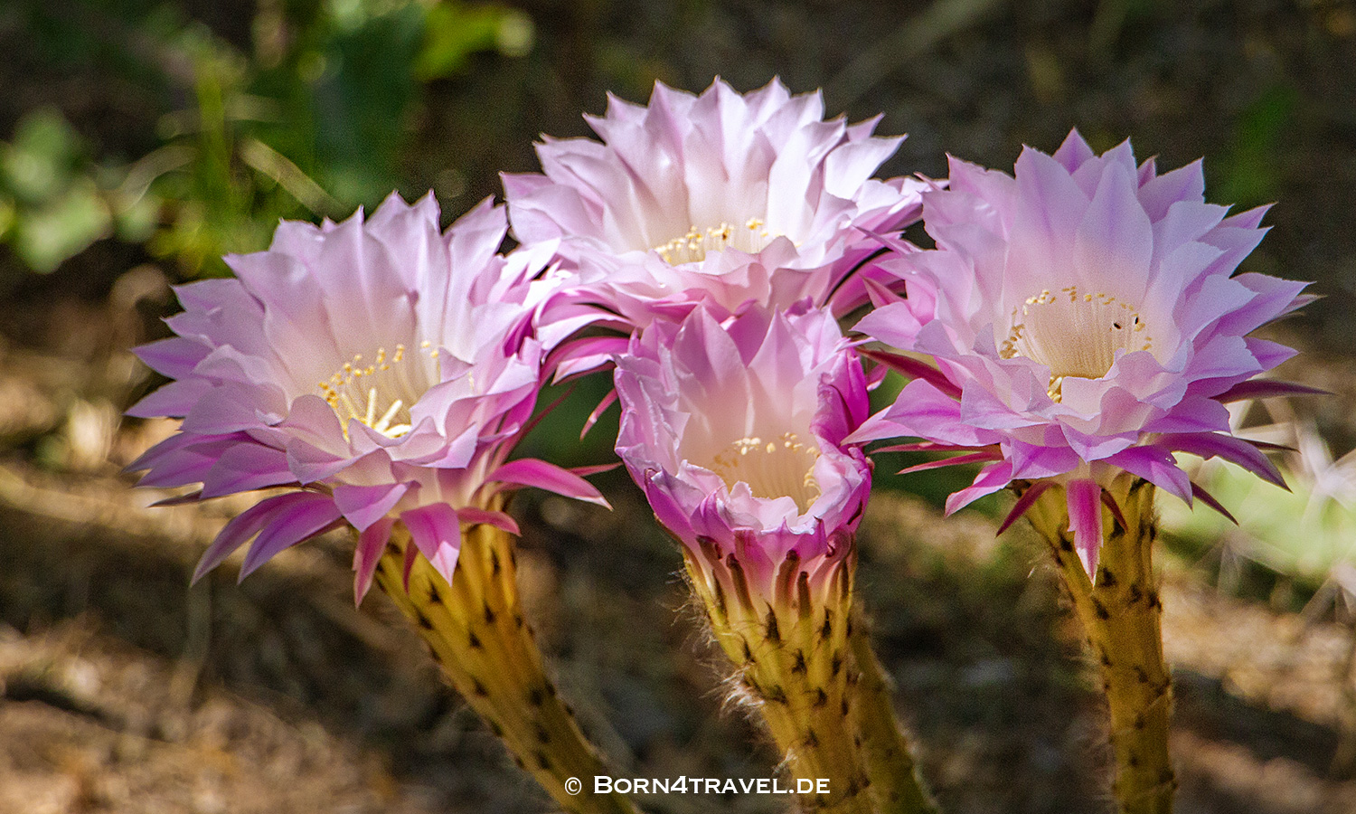 Boyce Thompson Arboretum near Superior,Arizona,USA,born4travel.de