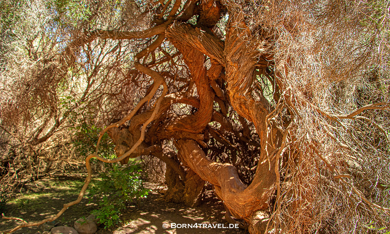 Boyce Thompson Arboretum near Superior,Arizona,USA,born4travel.de