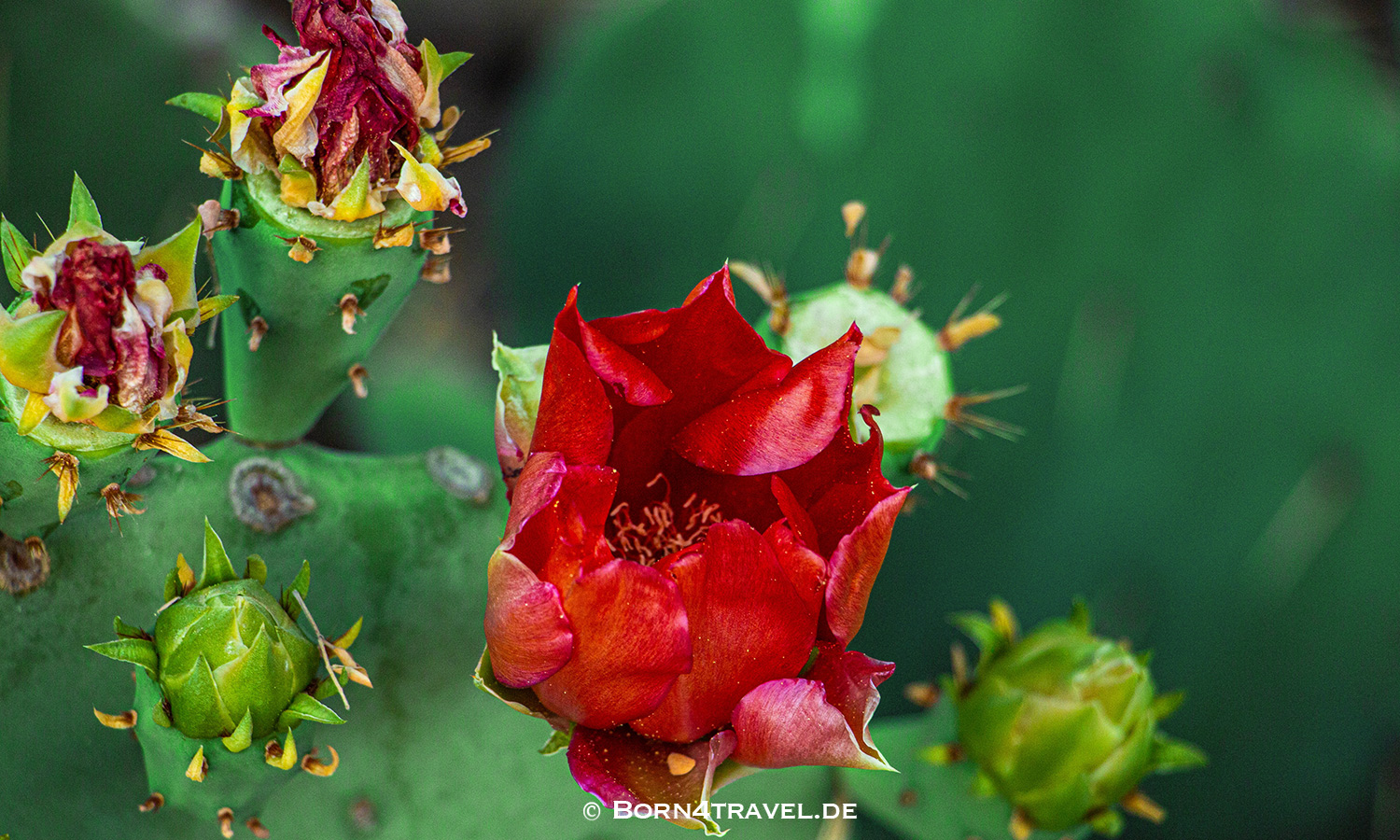 Boyce Thompson Arboretum near Superior,Arizona,USA,born4travel.de