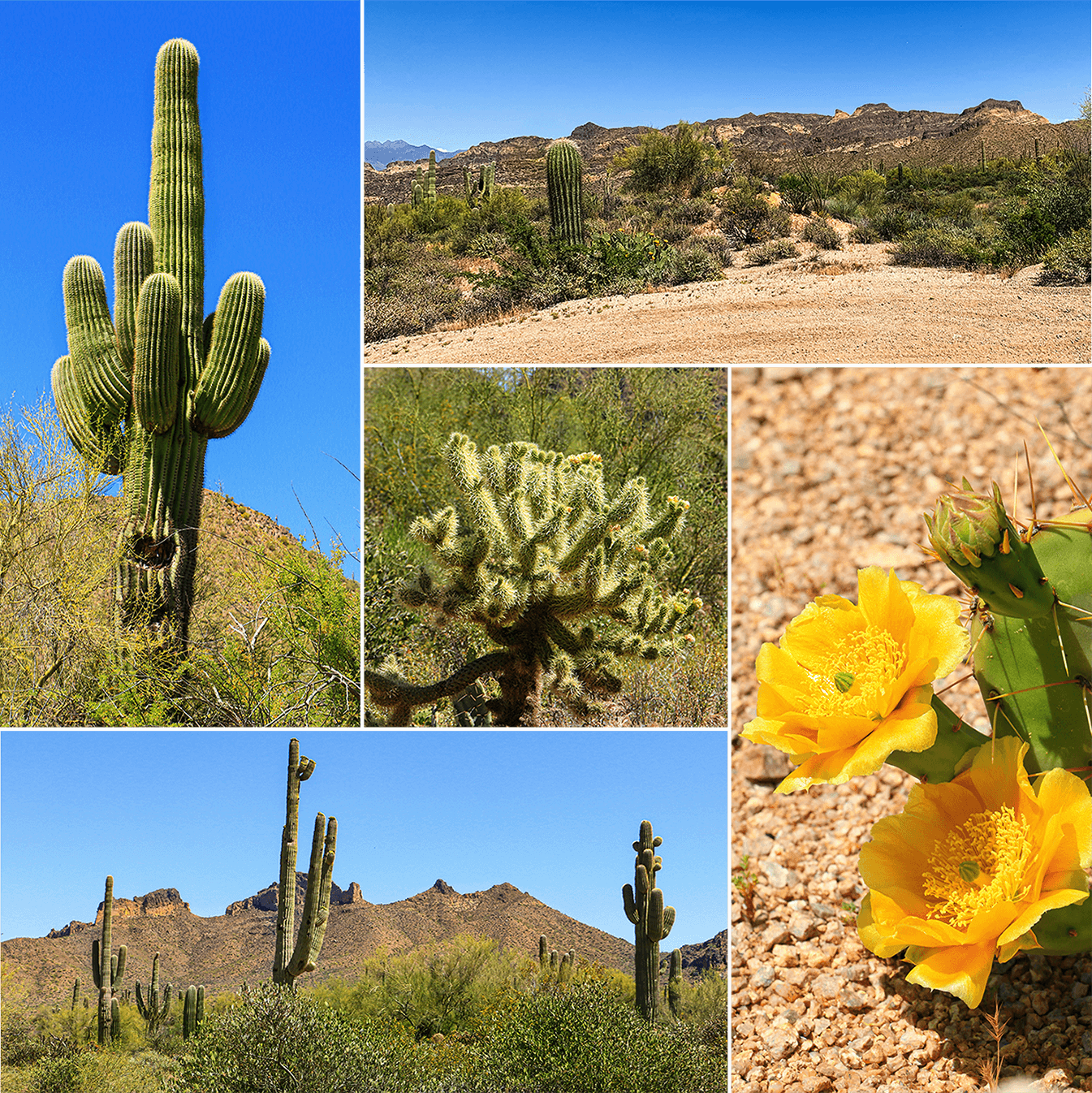 F3554 4x4 offroad Bulldog Canyon in Superstitch Mountain,Arizona,USA,born4travel.de