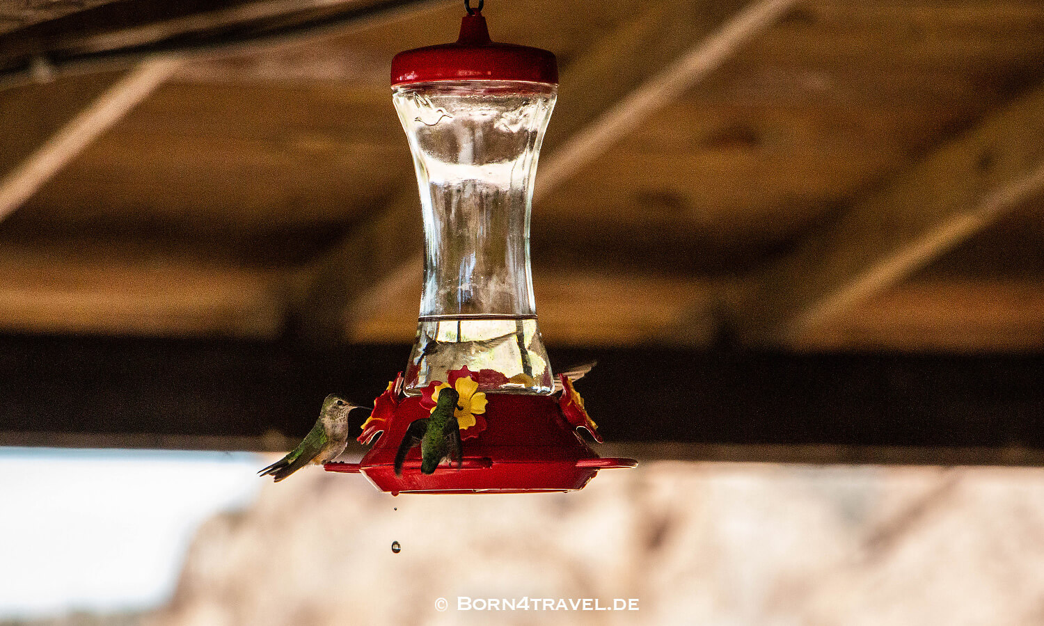 colibri inOrgan Mountain Desert Peaks NM,New Mexico,USA,born4travel.de