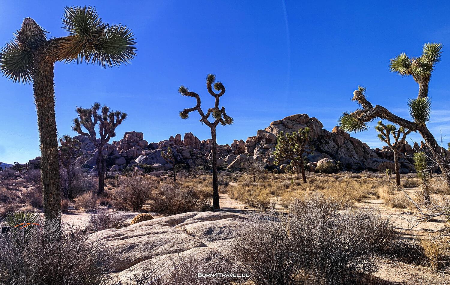 Joshua Tree National Park,California,USA 2022,born4travel.de