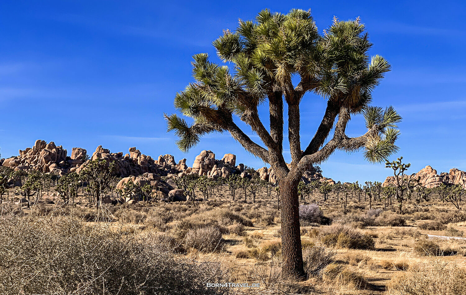 Joshua Tree National Park,California,USA 2022,born4travel.de