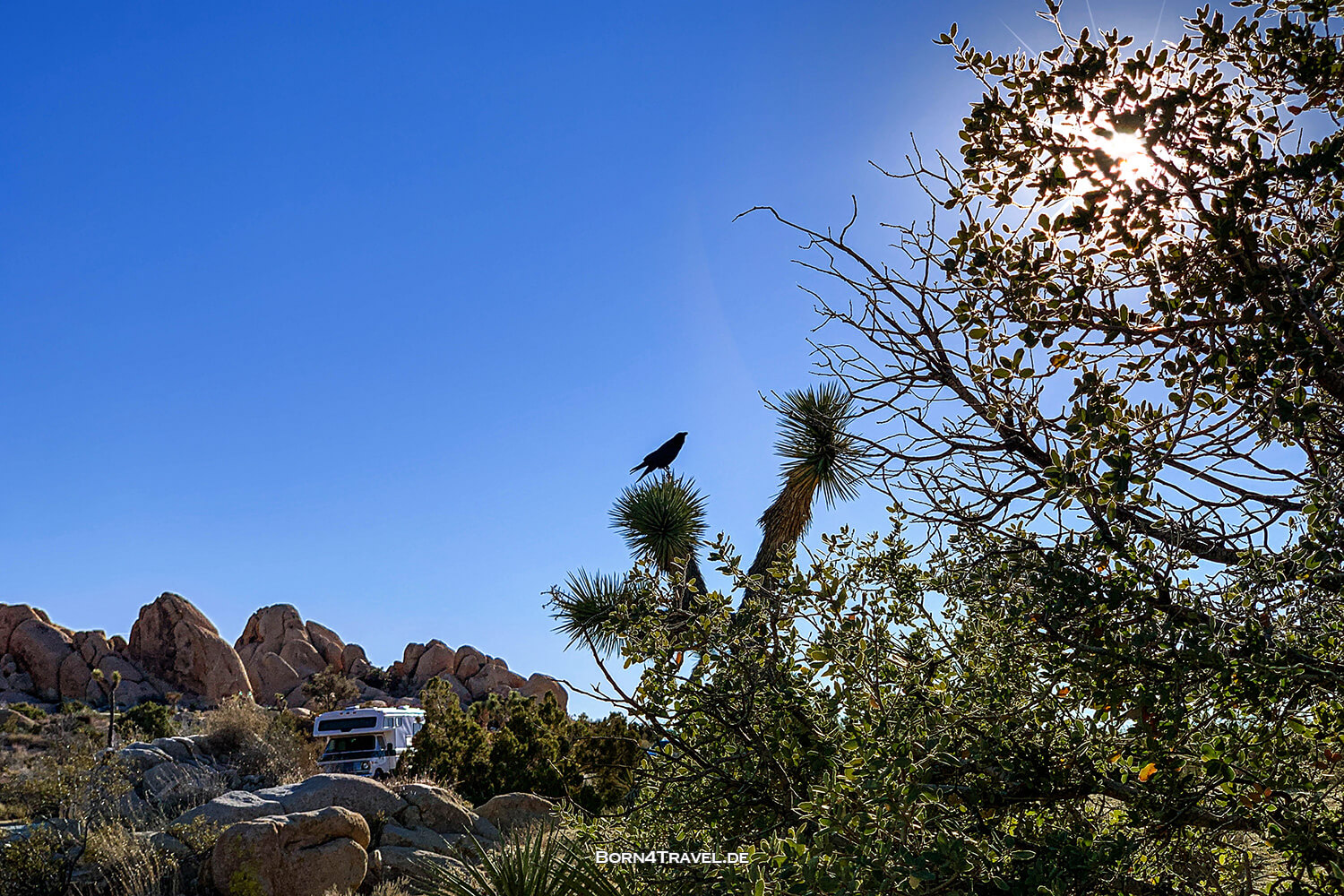 Joshua Tree National Park,California,USA 2022,born4travel.de