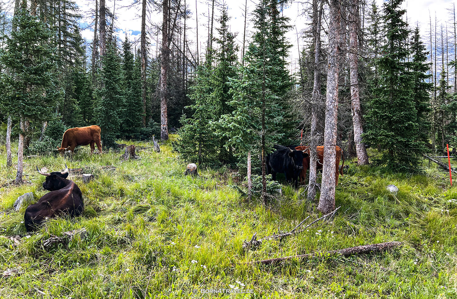 Pooltable Road,South Fork,Colorado 2022,born4travel.de