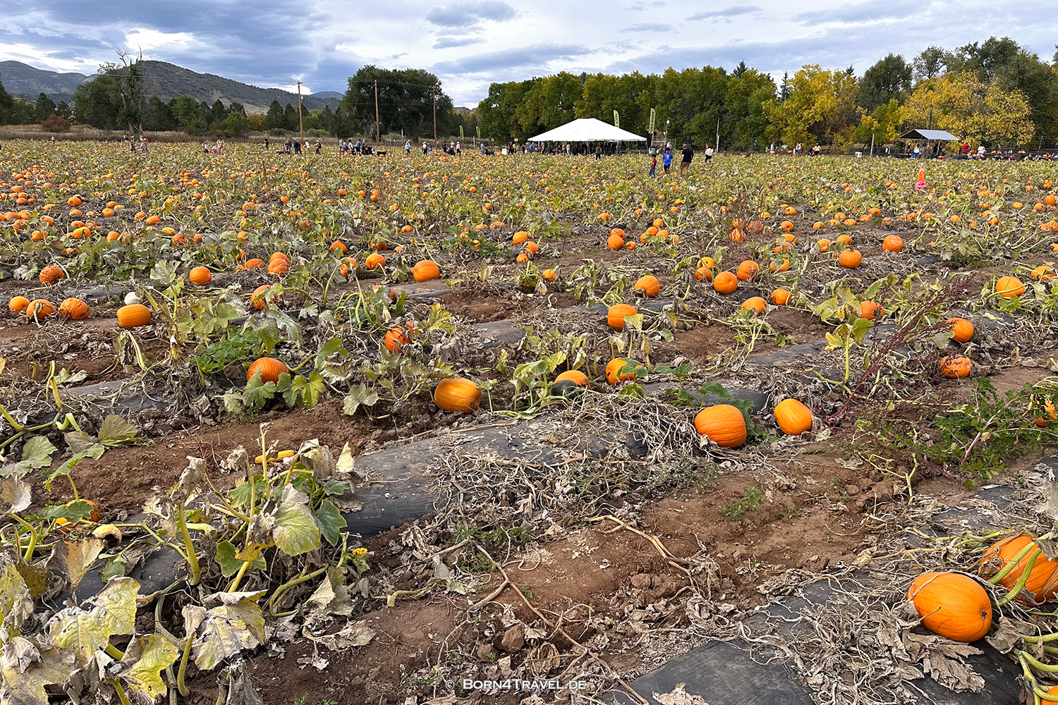 Pumpkin Festival,Denver Colorado,USA 2025,born4travel.de Pumpkin Festival,Denver Colorado,USA 2025,born4travel.de