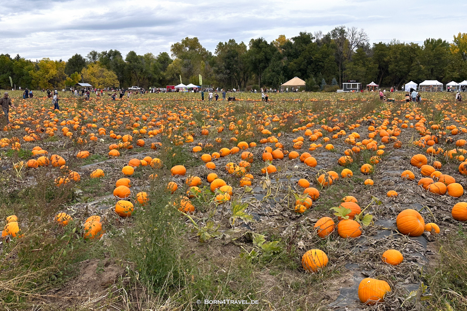 Pumpkin Festival,Denver Colorado,USA 2025,born4travel.de Pumpkin Festival,Denver Colorado,USA 2025,born4travel.de