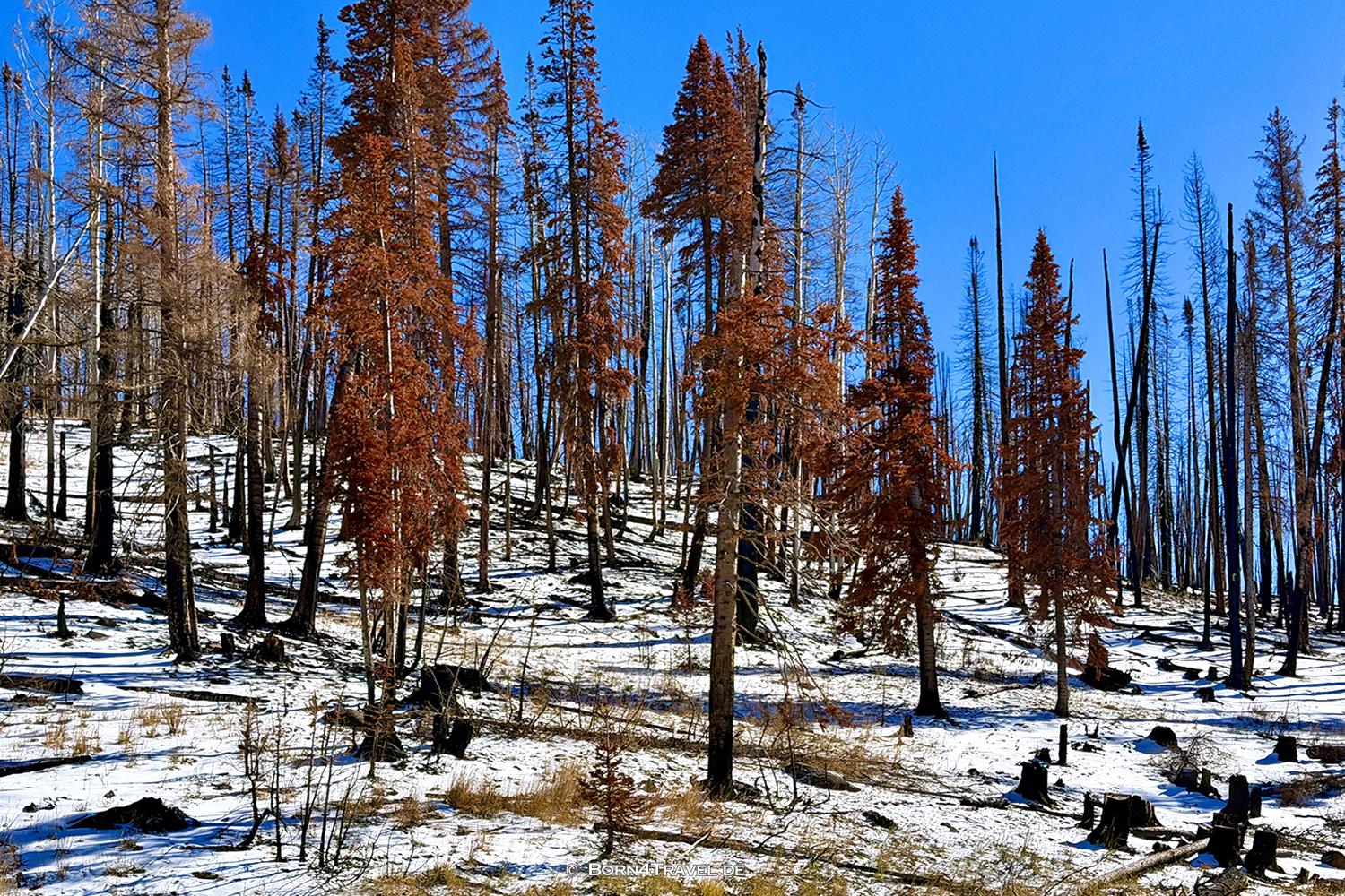 Wolf Creek Pass,Utah,USA2025,born4travel.de