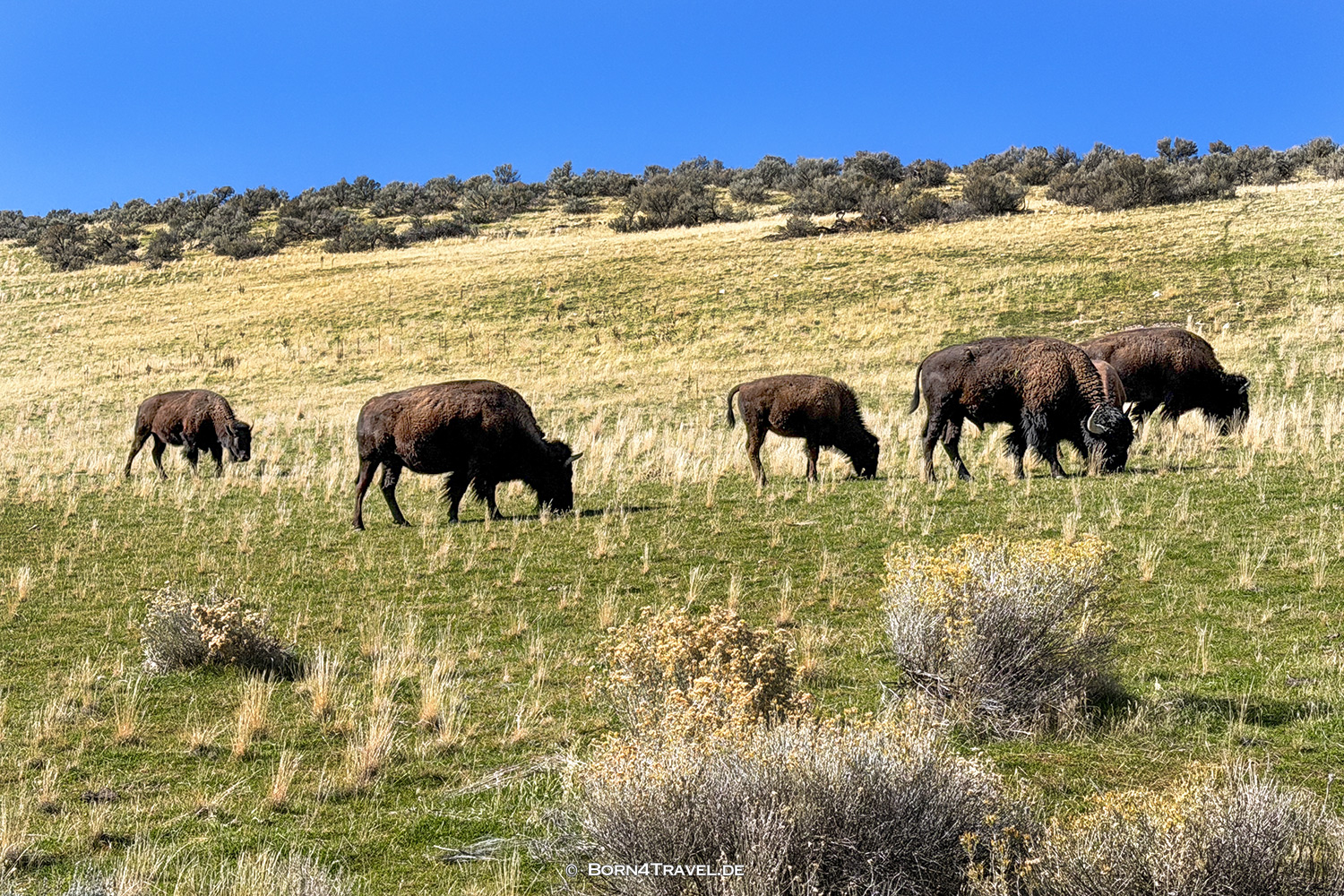 Antelope Islandl,Salt Lake City,Utah,USA2025,born4travel.de