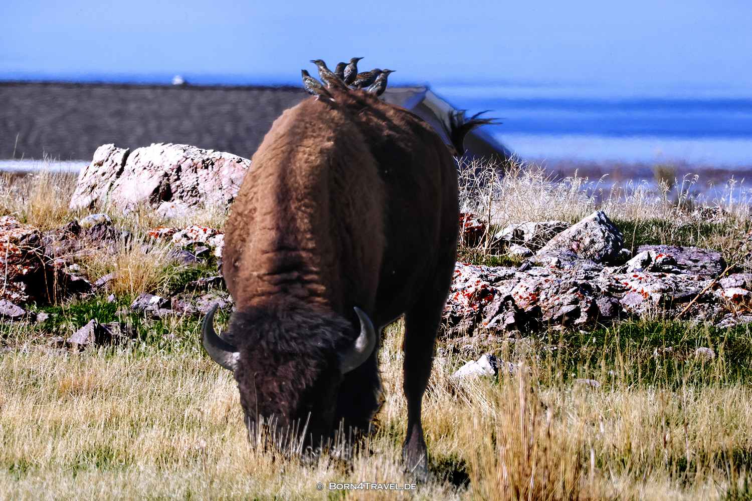 Antelope Islandl,Salt Lake City,Utah,USA2025,born4travel.de