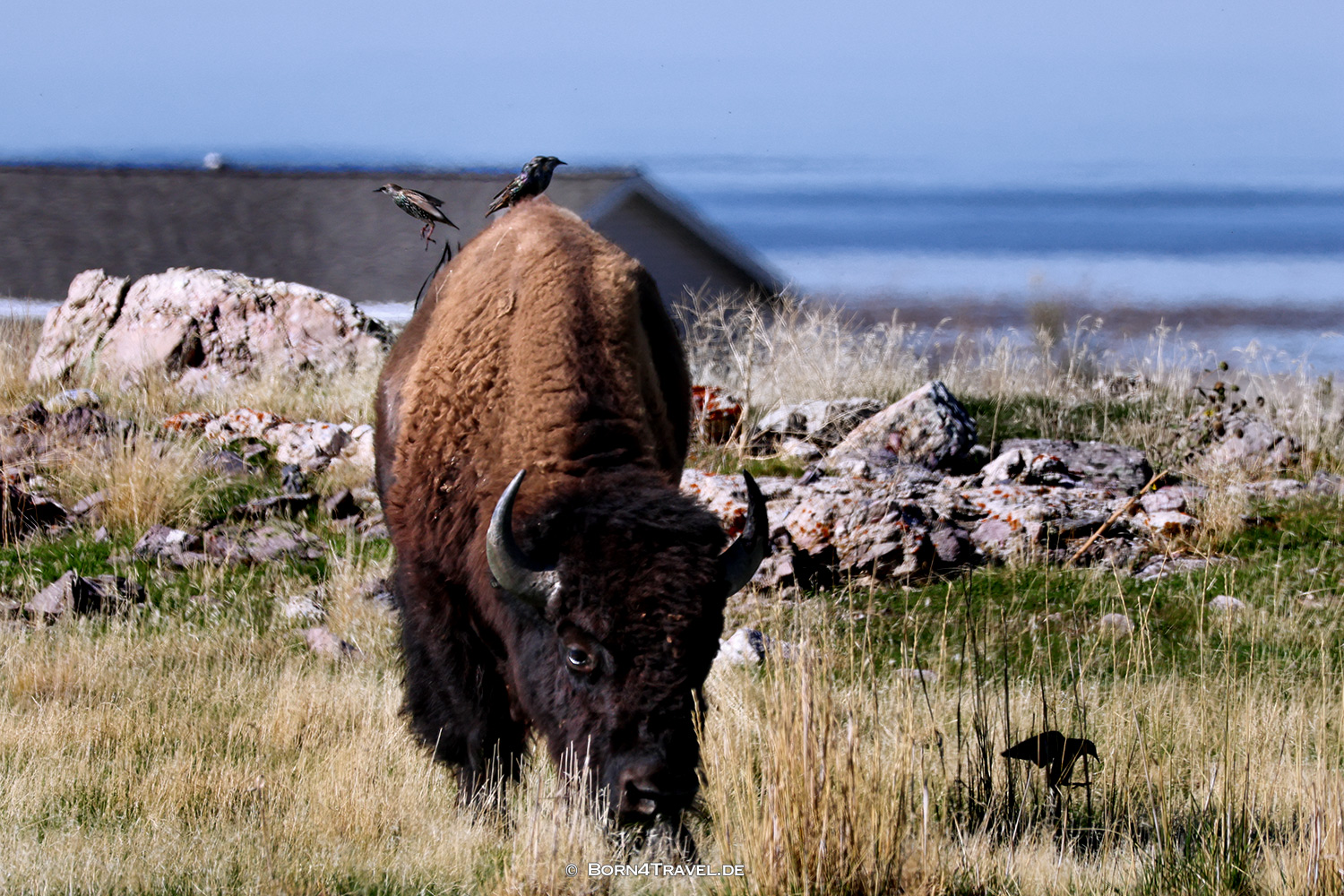 Antelope Islandl,Salt Lake City,Utah,USA2025,born4travel.de