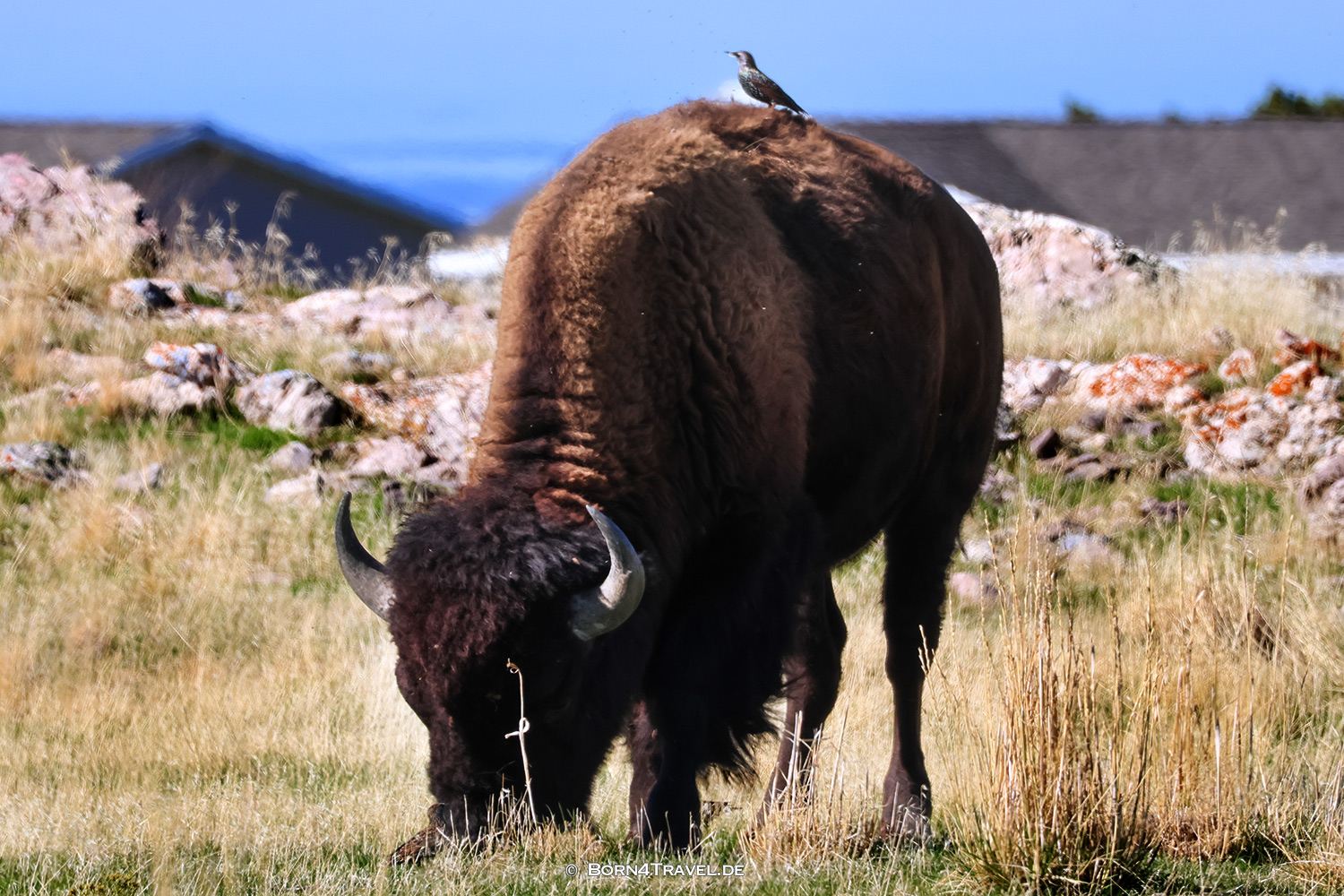 Antelope Islandl,Salt Lake City,Utah,USA2025,born4travel.de