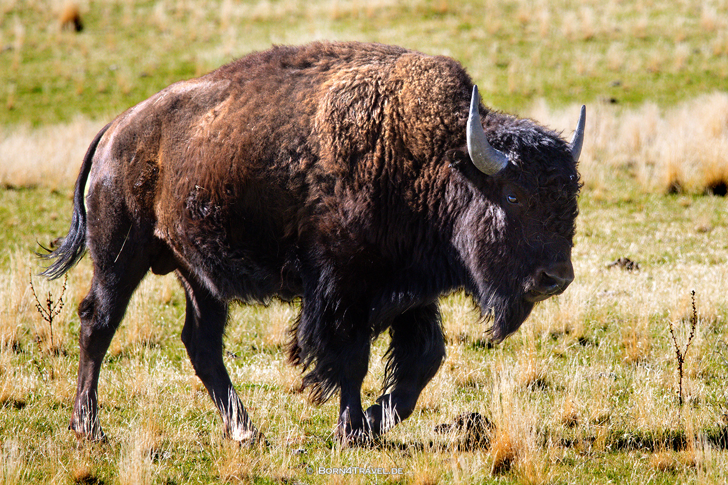 Antelope Islandl,Salt Lake City,Utah,USA2025,born4travel.de