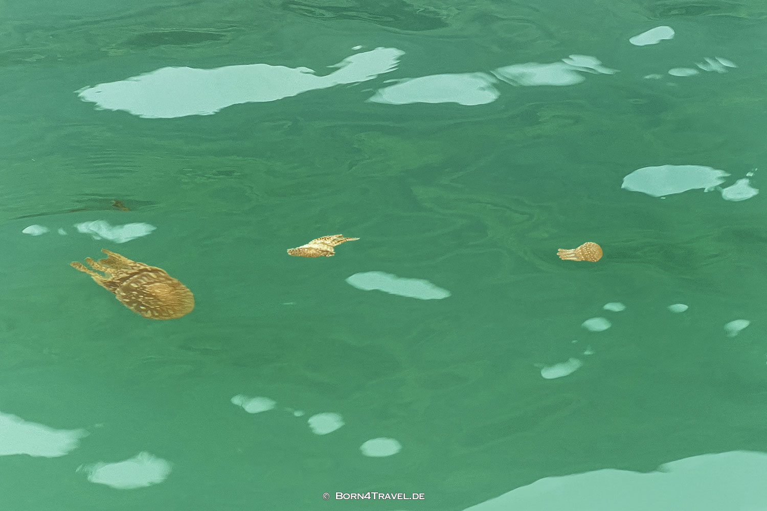 jellyfish in Ha Long,Elite of the Seas,Halong,Vietnam,born4travel.de